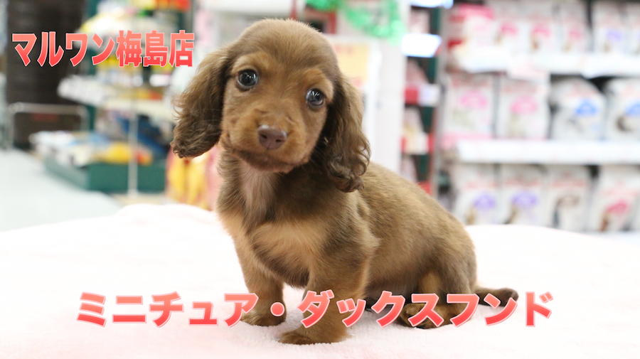 【ミニチュア・ダックスフント】犬界の短足代表！優しいお顔とシルクの様な触り心地の被毛！：梅島店Pick UpベイビーNo.119090