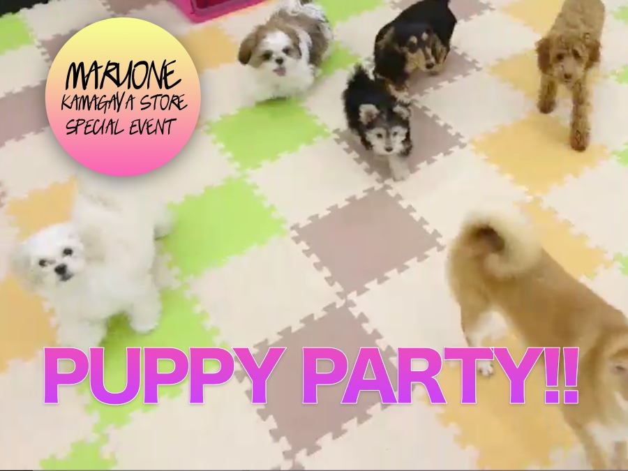 【パピーパーティー】広々プレイルームで社交性トレーニング!:鎌ヶ谷店発