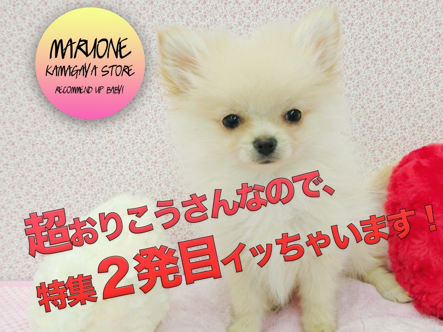 【ポメラニアン】超太鼓判!猛烈におりこうすぎるので特集二発目イッちゃいます!!〜シャンプー編〜:鎌ヶ谷店オススメベイビーNo.117132