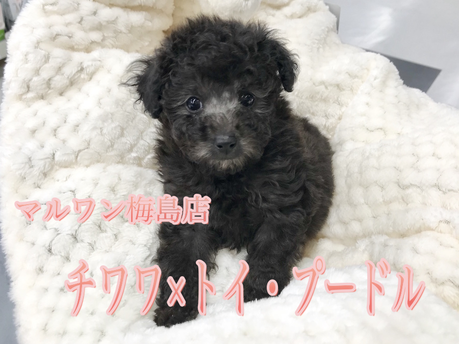 【MIX：チワワ×トイ・プードル】メガ毛量で手触りが綿のようなお利口さんのシルバーチワプーくん♪：梅島店オススメベイビーNo.119093