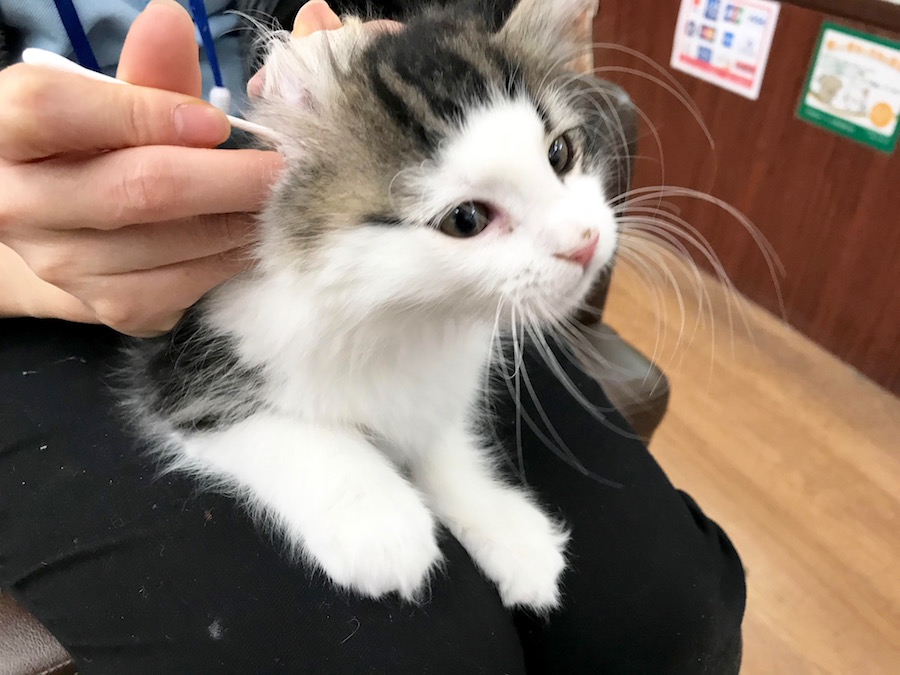 ノルウェージャンフォレストキャット - ペットショップ マルワン相模大塚 神奈川県大和市