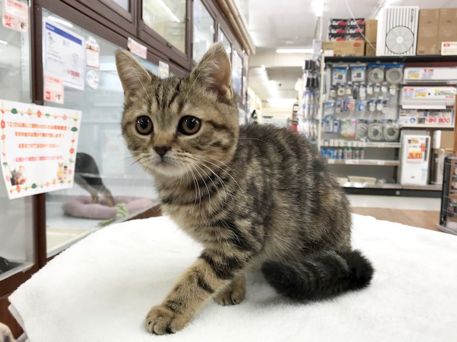 マンチカン - ペットショップ マルワン相模大塚 神奈川県大和市