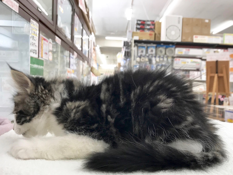 ノルウェージャンフォレストキャット - ペットショップ マルワン相模大塚 神奈川県大和市