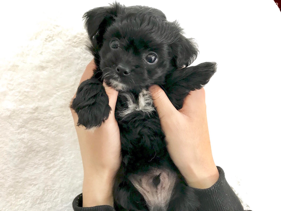 MIX犬（プードル×チワワ） - ペットショップ マルワン相模大塚 神奈川県大和市