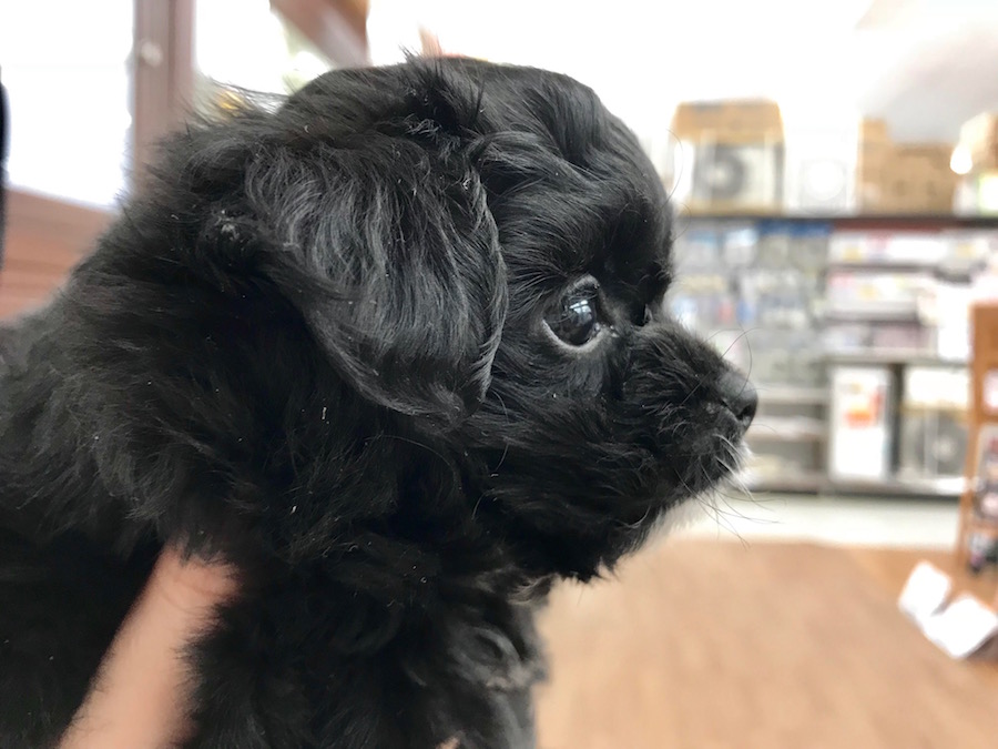 MIX犬（プードル×チワワ） - ペットショップ マルワン相模大塚 神奈川県大和市