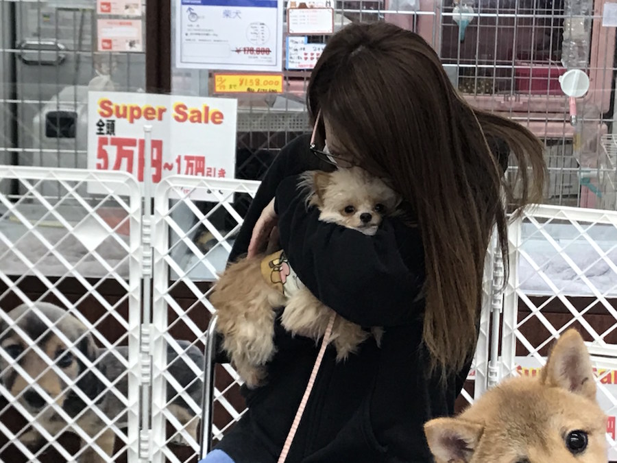 プーちゃん - ペットショップ マルワン相模大塚 神奈川県大和市