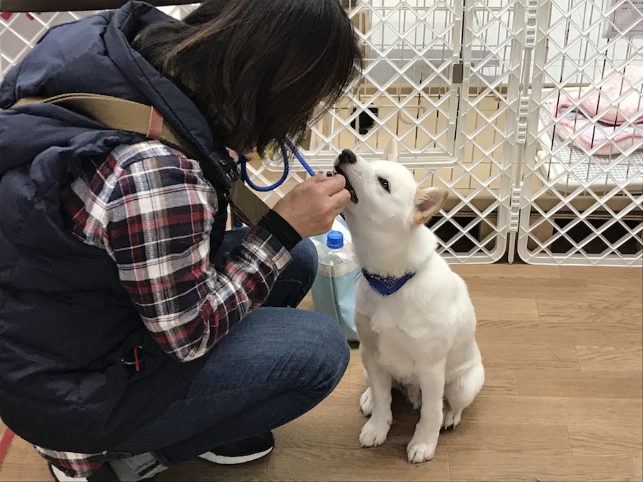 コロくん レッスン3：『おすわり編』 - ペットショップ マルワン相模大塚 神奈川県大和市