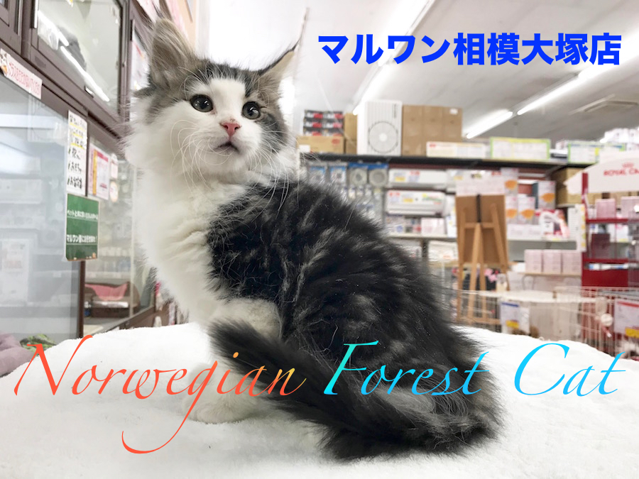 【ノルウェージャン・フォレスト・キャット】森の妖精は人慣れ抜群の超甘えん坊キャット！：相模大塚店Pick UpベイビーNO.814422