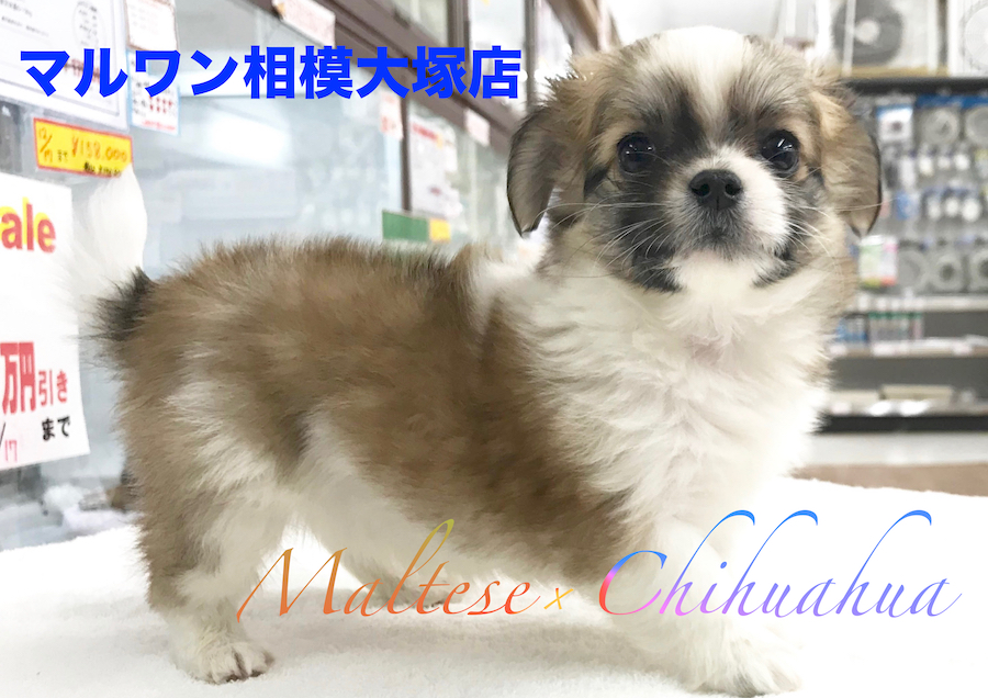 【マルチーズ×チワワ】コロコロボディのマルチワくん！チャームポイントを大公開！：相模大塚店オススメベイビーNo.814425