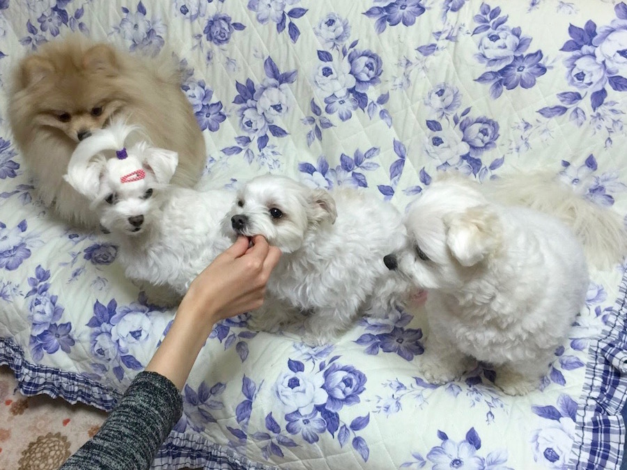 【愛犬物語】相模大塚店スタッフの愛犬物語第2弾！〜近藤＆5匹のワンコ編〜