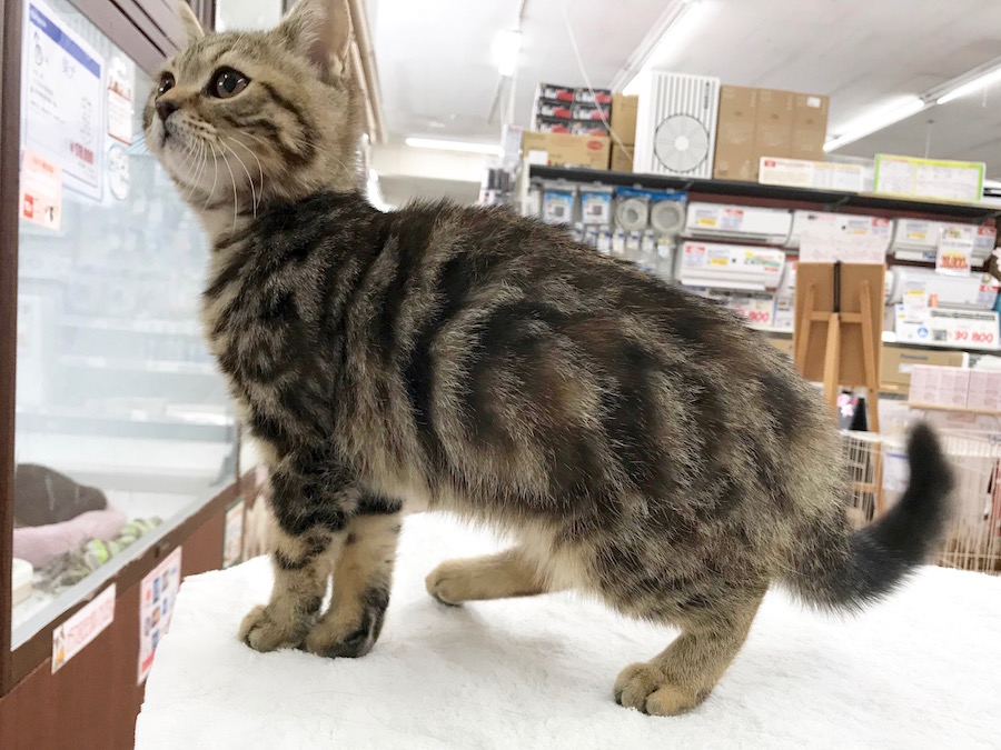 マンチカン - ペットショップ マルワン相模大塚 神奈川県大和市