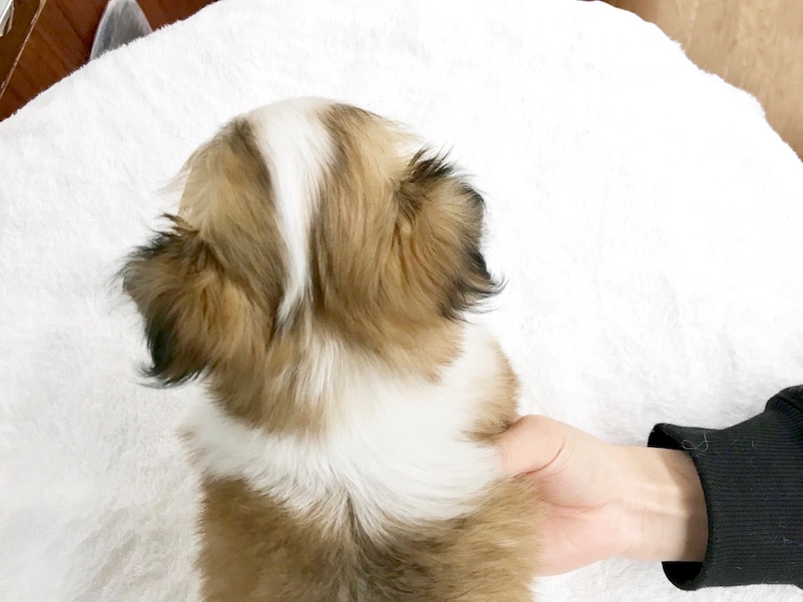 MIX犬（マルチーズ×チワワ） - ペットショップ マルワン相模大塚 神奈川県大和市