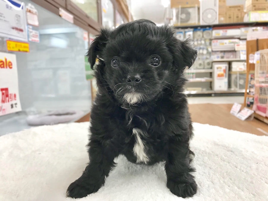 MIX犬（プードル×チワワ） - ペットショップ マルワン相模大塚 神奈川県大和市