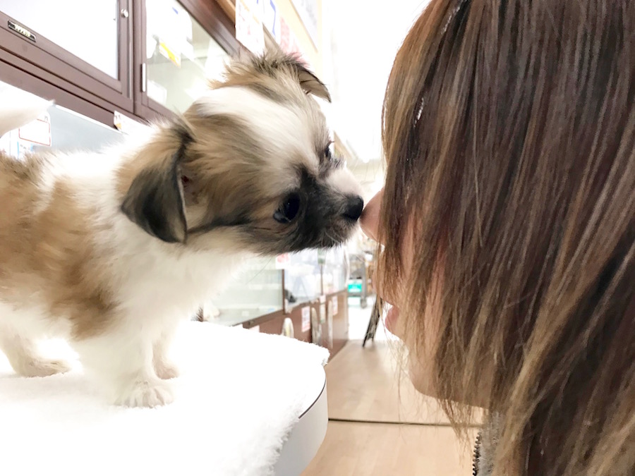 MIX犬（マルチーズ×チワワ） - ペットショップ マルワン相模大塚 神奈川県大和市
