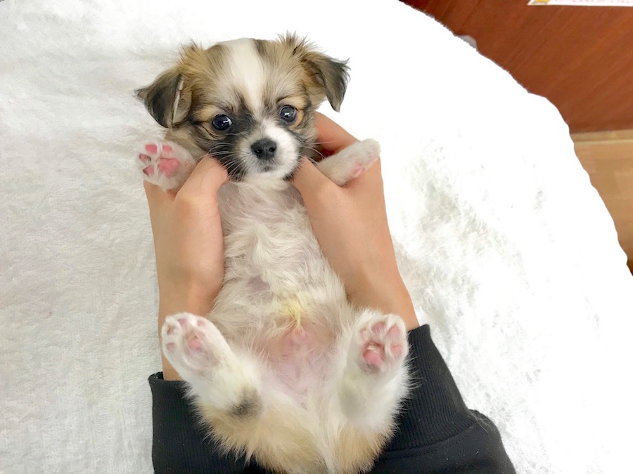 MIX犬（マルチーズ×チワワ） - ペットショップ マルワン相模大塚 神奈川県大和市