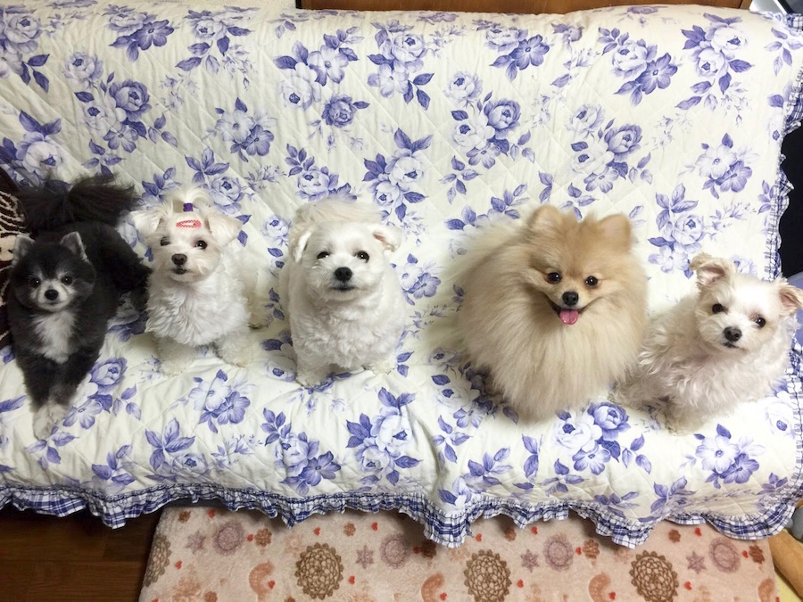 【愛犬物語】相模大塚店スタッフの愛犬物語第2弾！〜近藤＆5匹のワンコ編〜