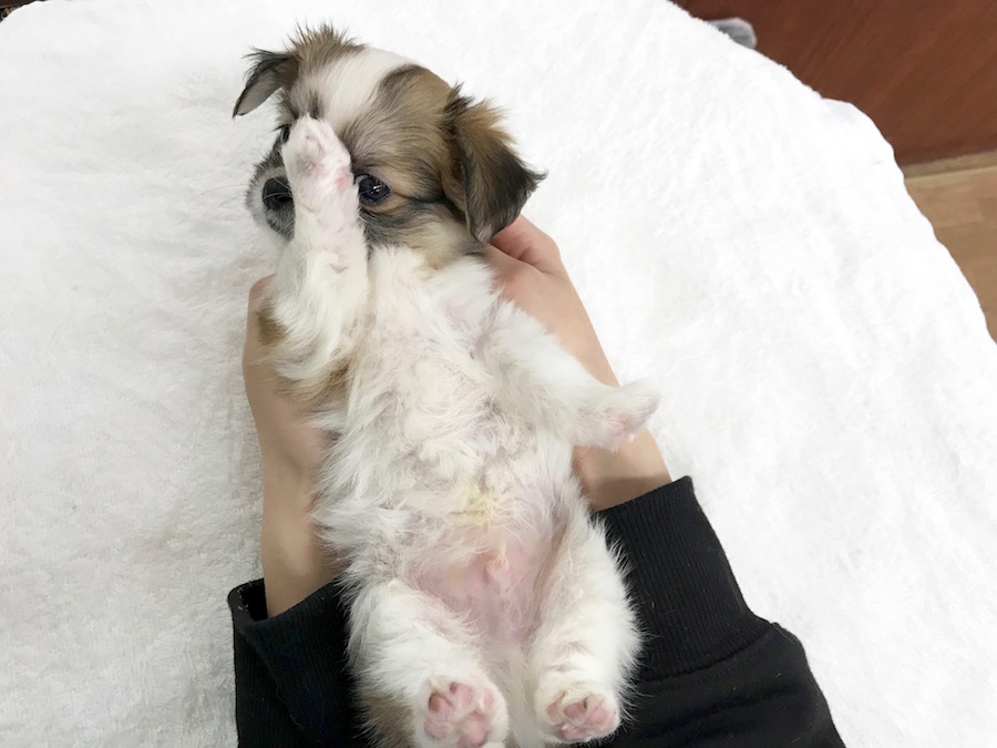 MIX犬（マルチーズ×チワワ） - ペットショップ マルワン相模大塚 神奈川県大和市