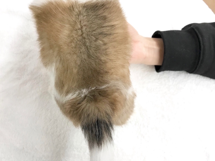 MIX犬（マルチーズ×チワワ） - ペットショップ マルワン相模大塚 神奈川県大和市