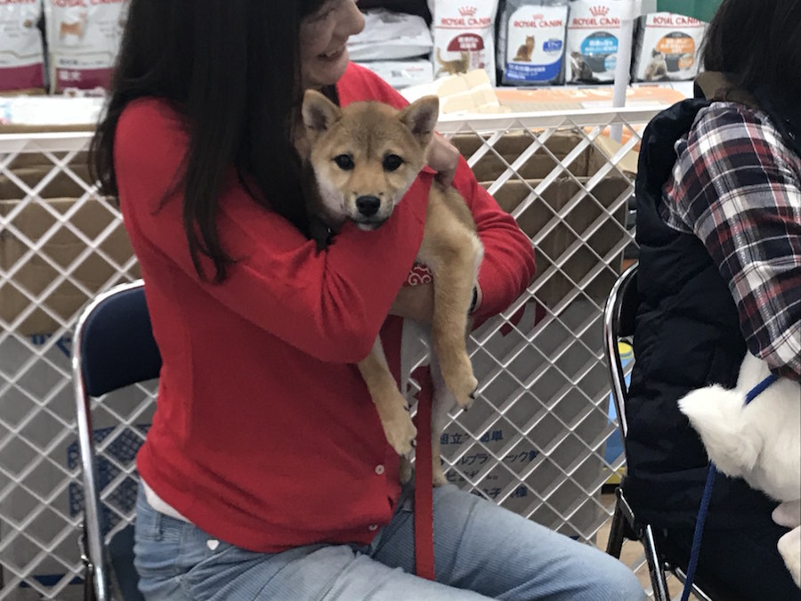 つくしちゃん - ペットショップ マルワン相模大塚 神奈川県大和市
