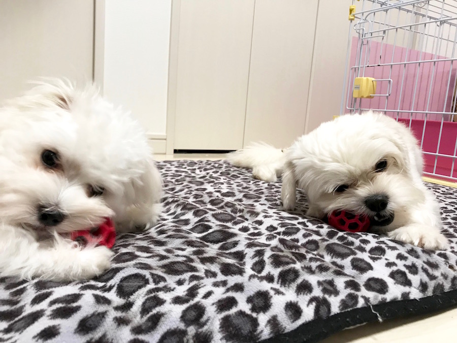 【愛犬物語】相模大塚店スタッフの愛犬物語第3弾！〜木野内＆モカ、ラテ編〜