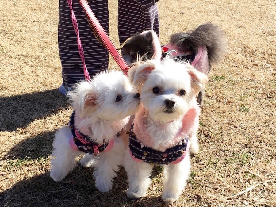 【愛犬物語】相模大塚店スタッフの愛犬物語第2弾！〜近藤＆5匹のワンコ編〜