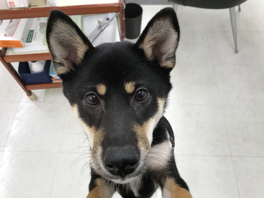 柴犬 - ペットショップ マルワン港北ニュータウン 神奈川県横浜市都筑区