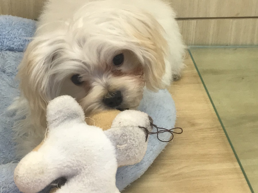MIX犬（パパ：マルチーズ　ママ：トイ・プードル） - ペットショップ マルワン港北ニュータウン 神奈川県横浜市都筑区