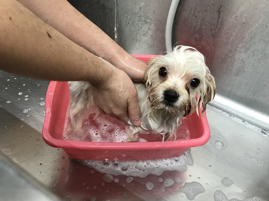 MIX犬（パパ：マルチーズ　ママ：トイ・プードル） - ペットショップ マルワン港北ニュータウン 神奈川県横浜市都筑区