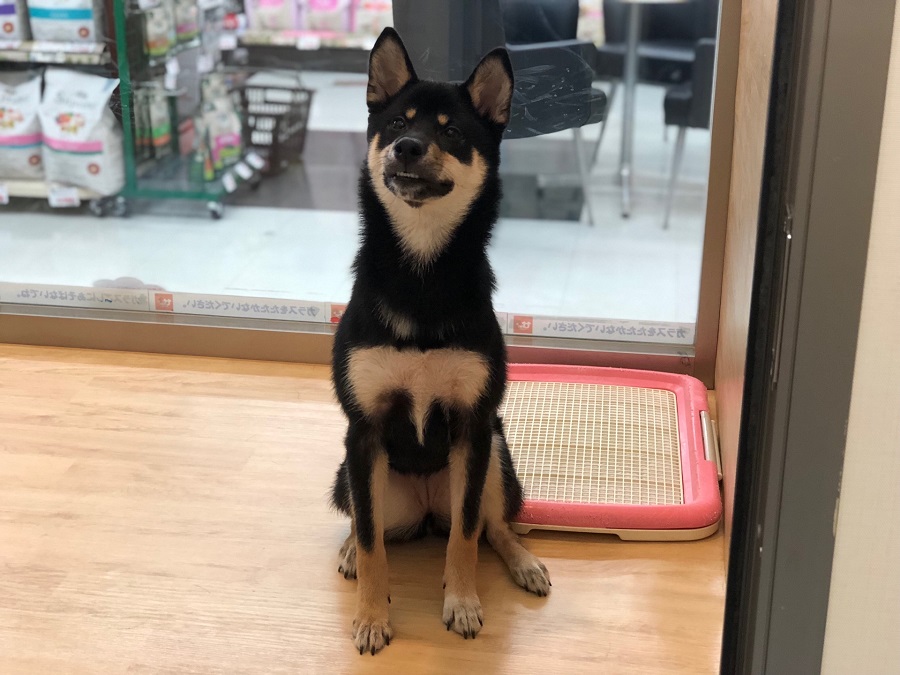 柴犬 - ペットショップ マルワン港北ニュータウン 神奈川県横浜市都筑区