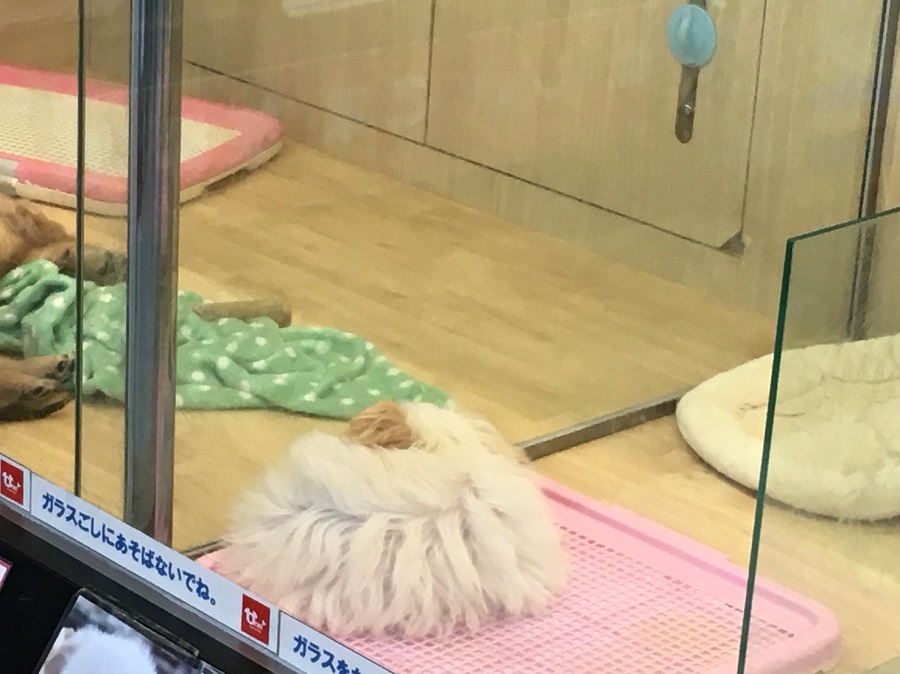 MIX犬（パパ：マルチーズ　ママ：トイ・プードル） - ペットショップ マルワン港北ニュータウン 神奈川県横浜市都筑区