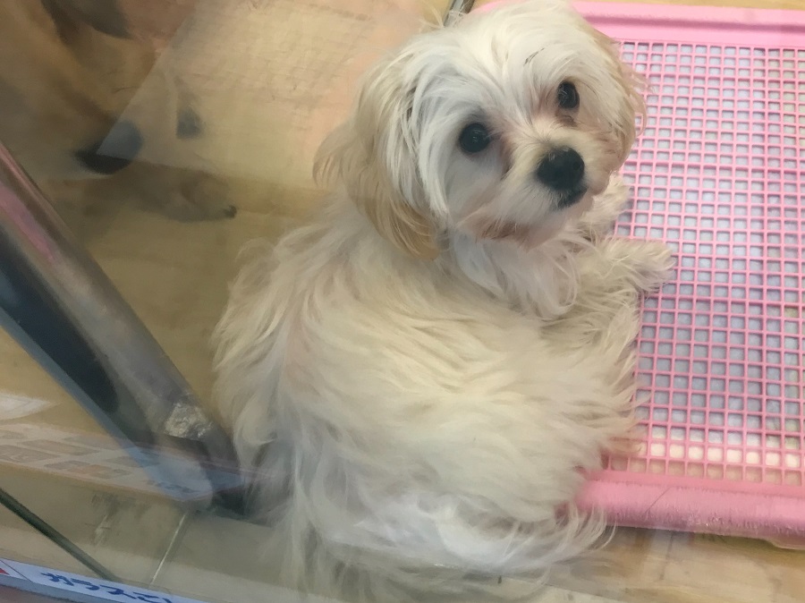 MIX犬（パパ：マルチーズ　ママ：トイ・プードル） - ペットショップ マルワン港北ニュータウン 神奈川県横浜市都筑区