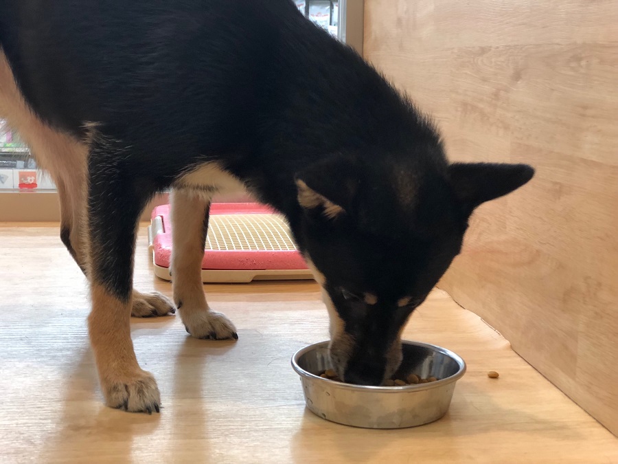 柴犬 - ペットショップ マルワン港北ニュータウン 神奈川県横浜市都筑区
