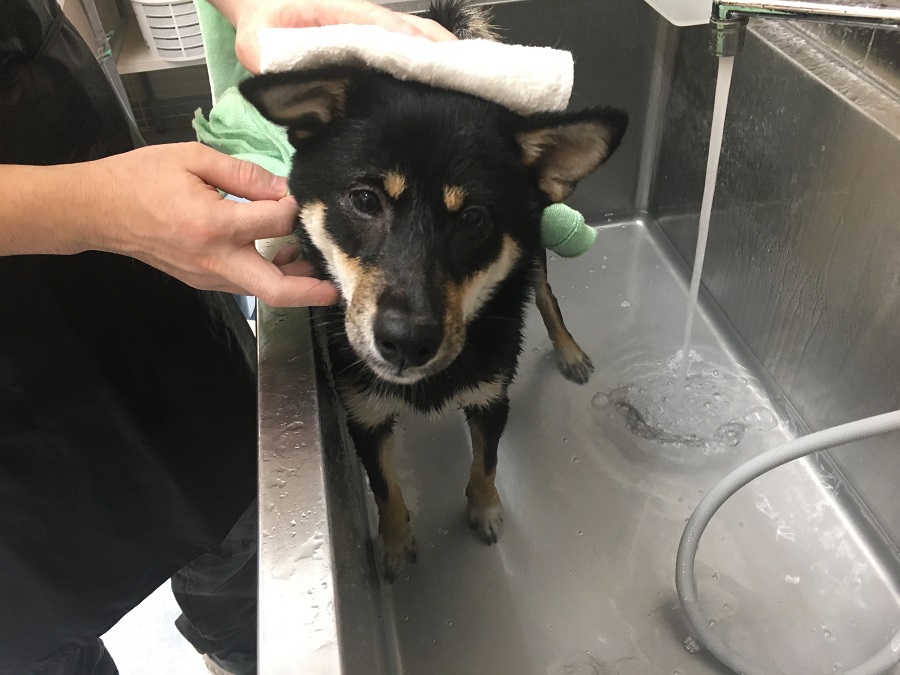 柴犬 - ペットショップ マルワン港北ニュータウン 神奈川県横浜市都筑区