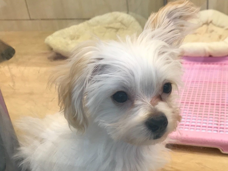 MIX犬（パパ：マルチーズ　ママ：トイ・プードル） - ペットショップ マルワン港北ニュータウン 神奈川県横浜市都筑区