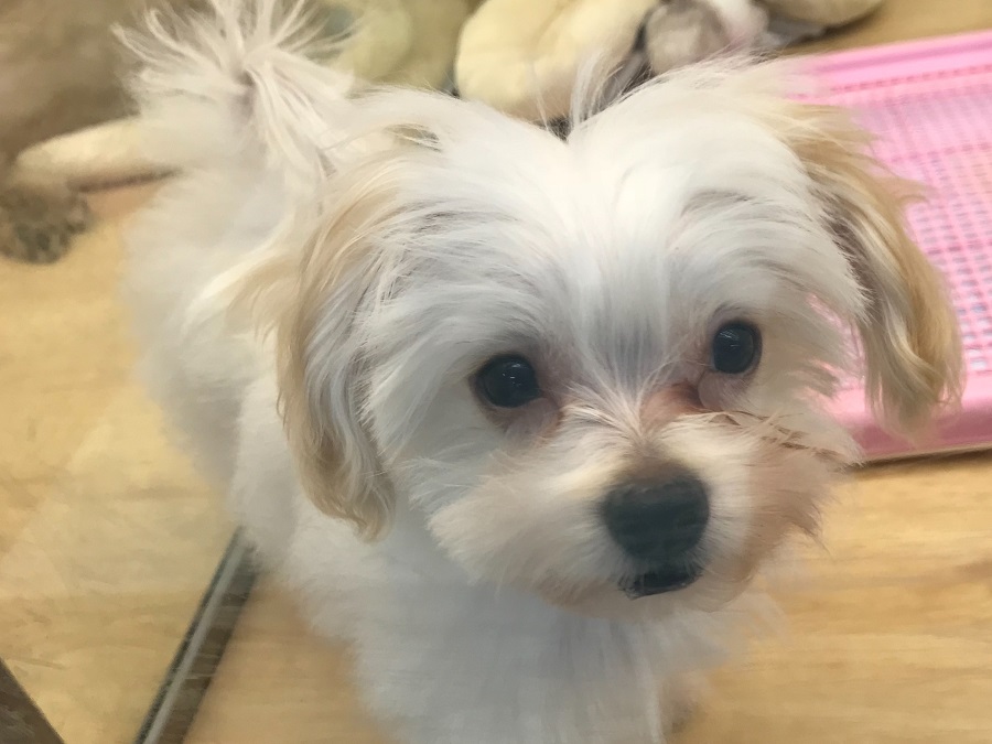 MIX犬（パパ：マルチーズ　ママ：トイ・プードル） - ペットショップ マルワン港北ニュータウン 神奈川県横浜市都筑区