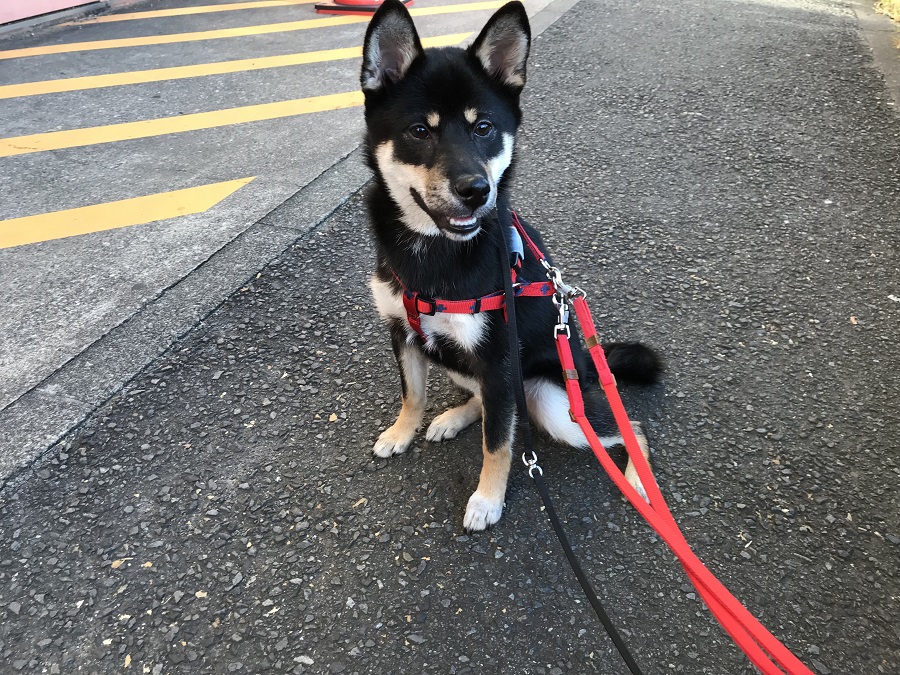 柴犬 - ペットショップ マルワン港北ニュータウン 神奈川県横浜市都筑区
