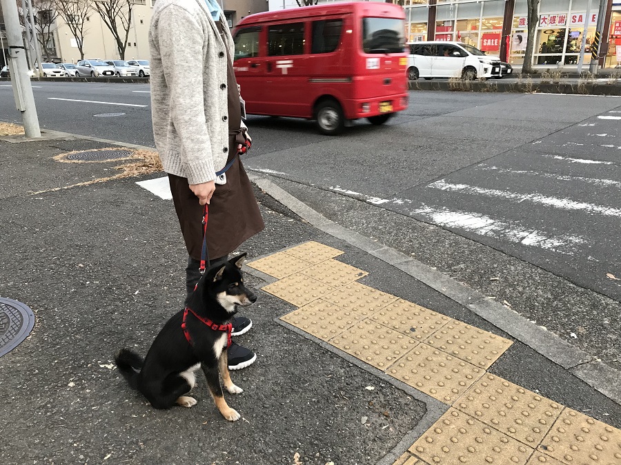 柴犬 - ペットショップ マルワン港北ニュータウン 神奈川県横浜市都筑区