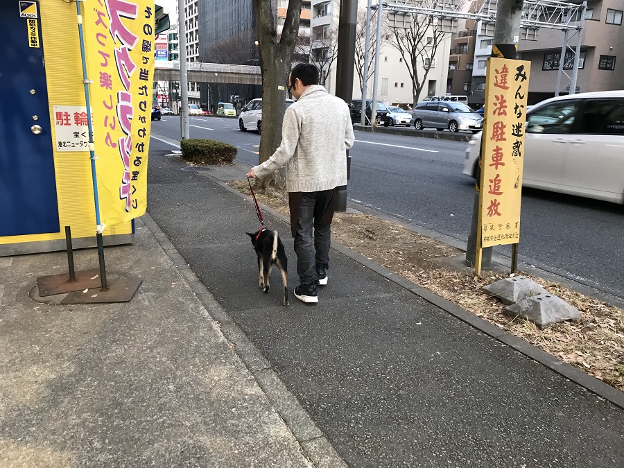 柴犬 - ペットショップ マルワン港北ニュータウン 神奈川県横浜市都筑区
