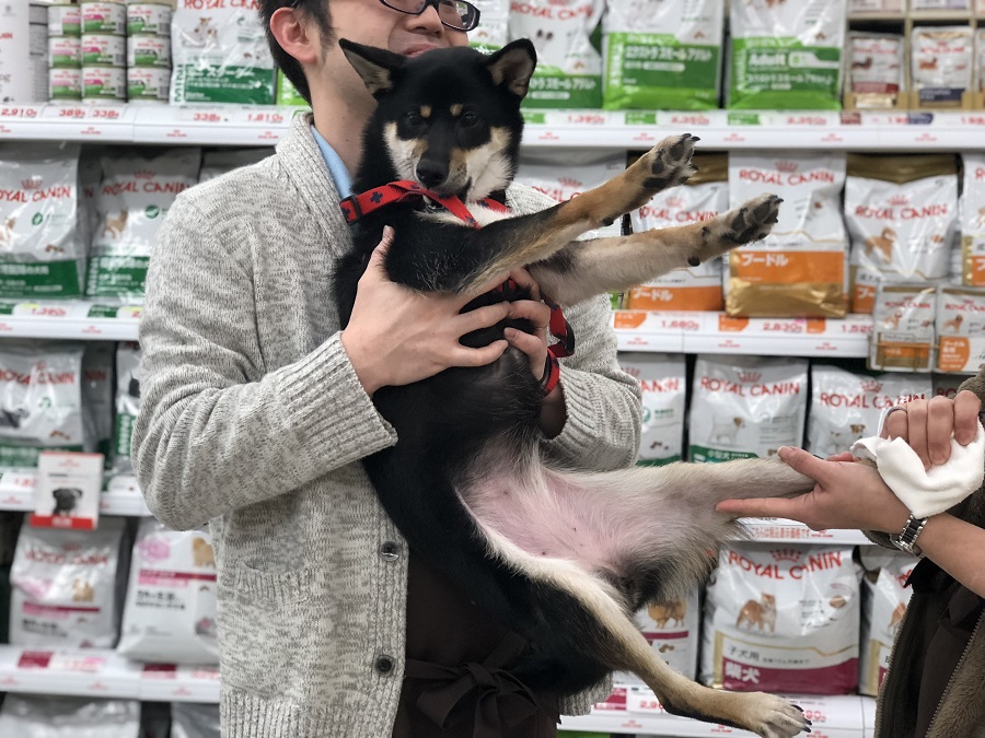 柴犬 - ペットショップ マルワン港北ニュータウン 神奈川県横浜市都筑区