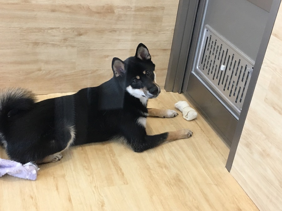 柴犬 - ペットショップ マルワン港北ニュータウン 神奈川県横浜市都筑区