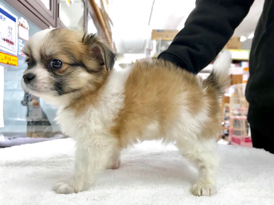 MIX犬（マルチーズ×チワワ） - ペットショップ マルワン相模大塚 神奈川県大和市
