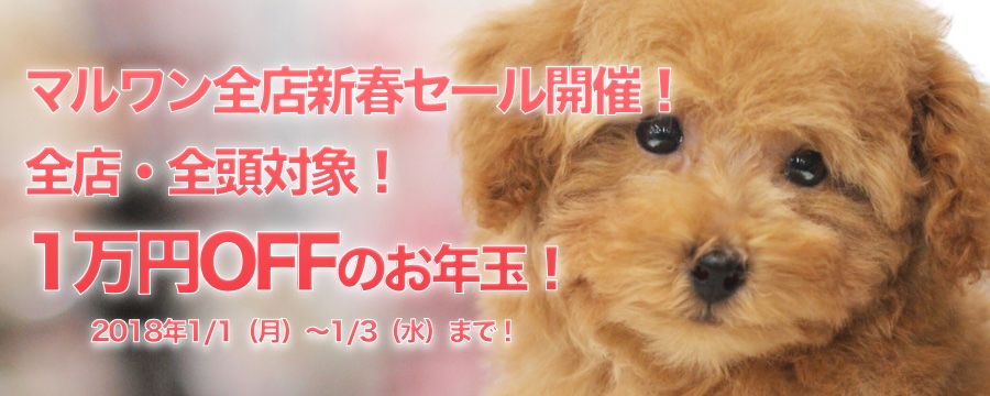 【新春セール】2018年戌年!全店セール開催!