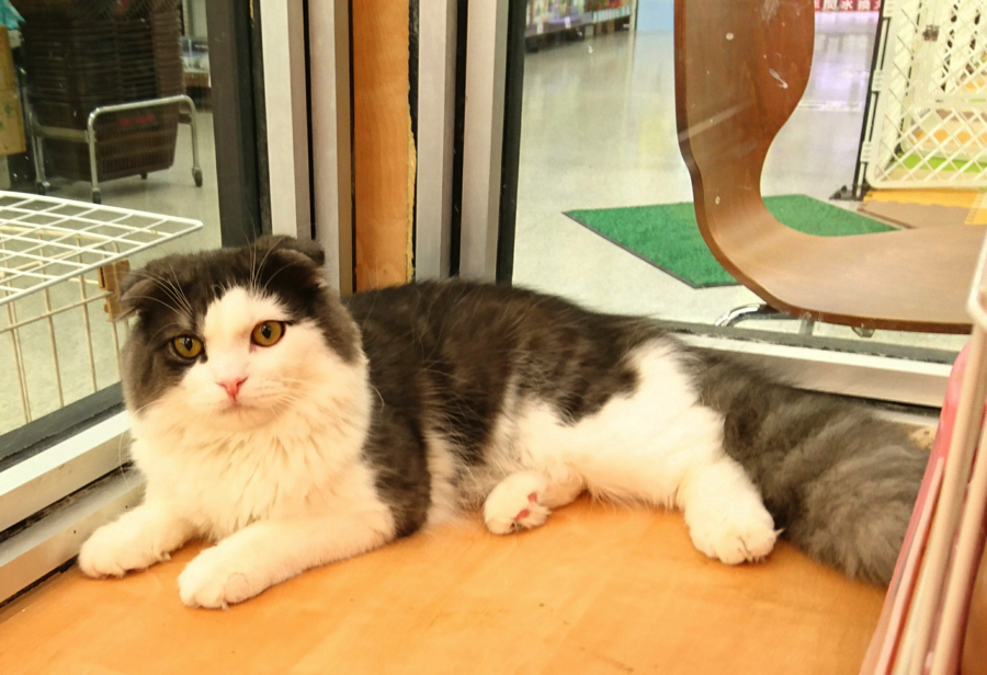 スコティッシュ・フォールド - ペットショップ マルワン鎌ヶ谷 千葉県鎌ヶ谷市北初富