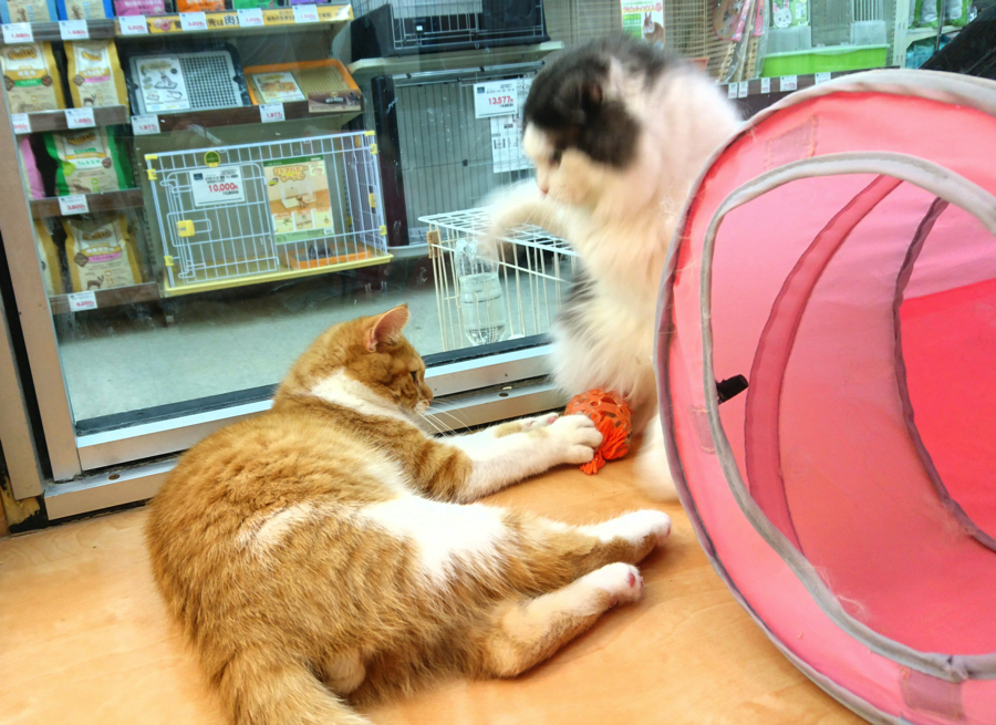 スコティッシュ・フォールド マンチカン - ペットショップ マルワン鎌ヶ谷 千葉県鎌ヶ谷市北初富