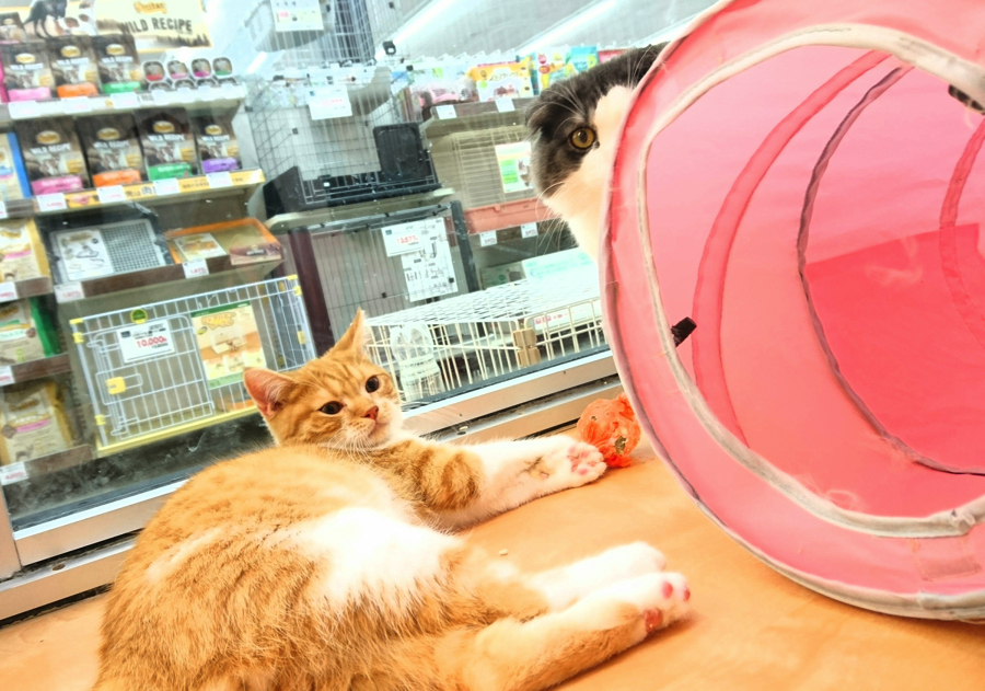 スコティッシュ・フォールド マンチカン - ペットショップ マルワン鎌ヶ谷 千葉県鎌ヶ谷市北初富