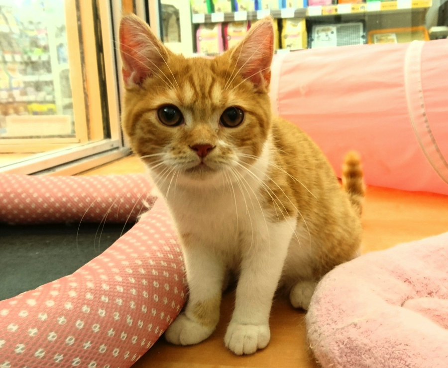 マンチカン - ペットショップ マルワン鎌ヶ谷 千葉県鎌ヶ谷市北初富