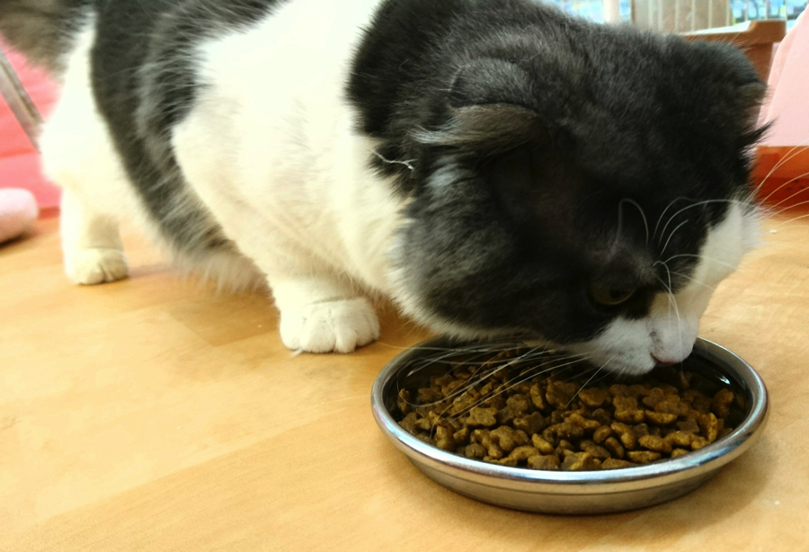 スコティッシュ・フォールド - ペットショップ マルワン鎌ヶ谷 千葉県鎌ヶ谷市北初富