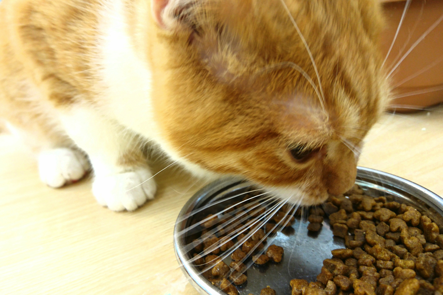 マンチカン - ペットショップ マルワン鎌ヶ谷 千葉県鎌ヶ谷市北初富