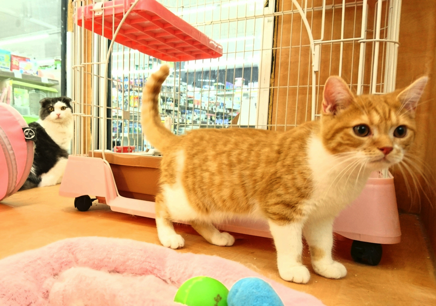 スコティッシュ・フォールド マンチカン - ペットショップ マルワン鎌ヶ谷 千葉県鎌ヶ谷市北初富