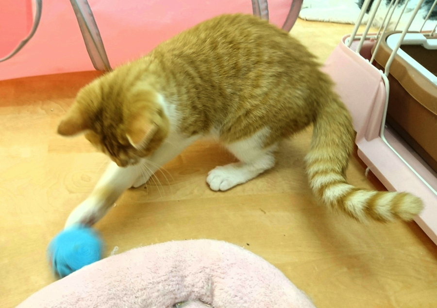 スコティッシュ・フォールド マンチカン - ペットショップ マルワン鎌ヶ谷 千葉県鎌ヶ谷市北初富